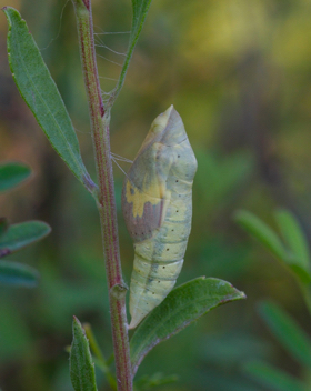 Southern Dogface advanced chrysalis